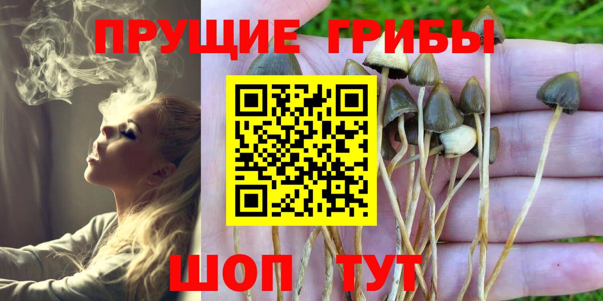 Псилоцибиновые грибы Psilocybe Соль-Илецк